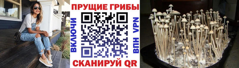 Галлюциногенные грибы прущие грибы  Новотитаровская 